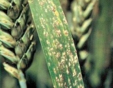 Недобір урожаю пшениці через борошнисту росу може сягати 30%